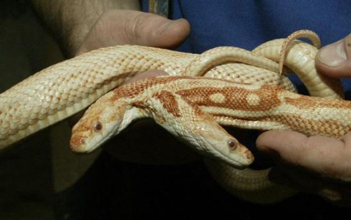 snake, two headed snake, amazing, wtf, weird, reptile