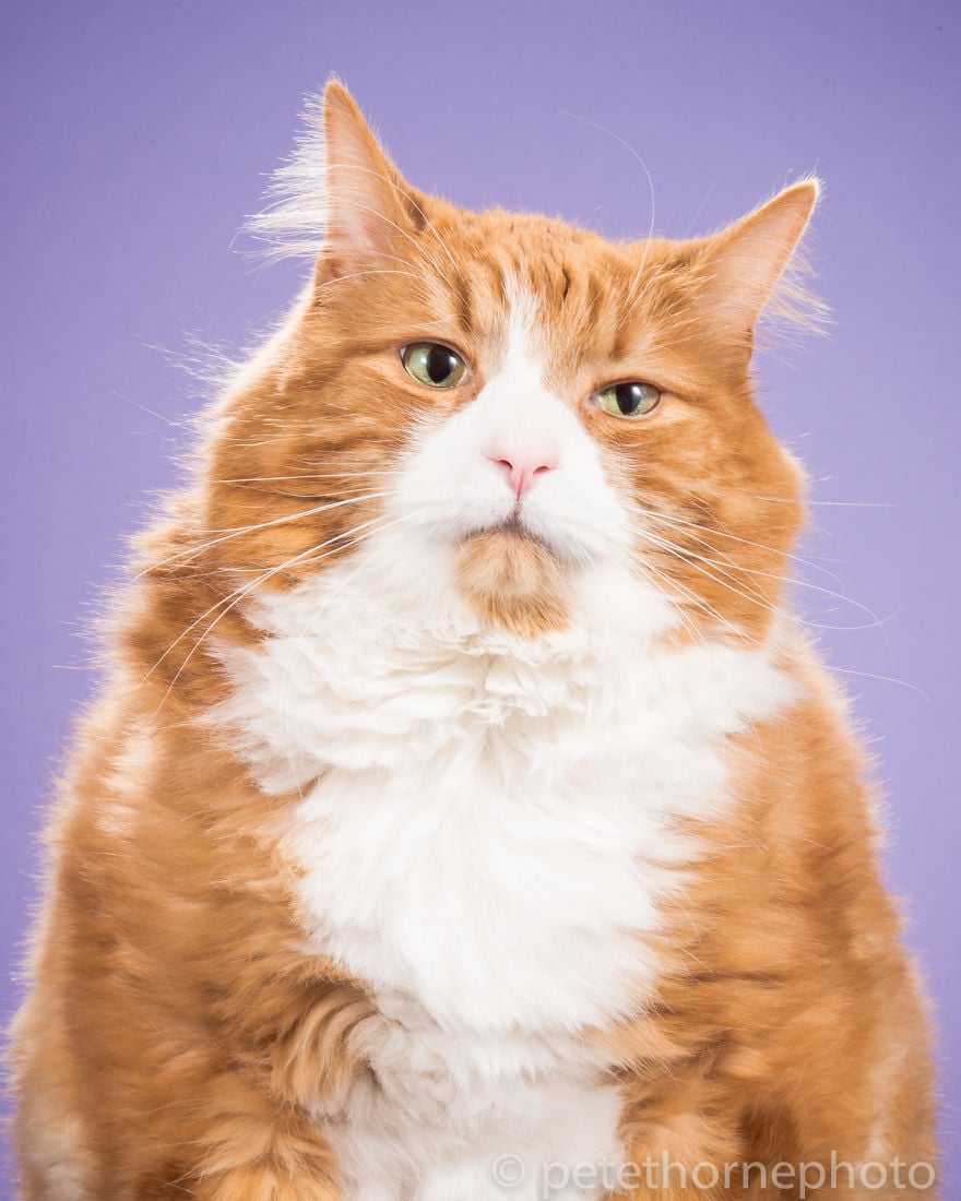 10 Adorable Pics Of Fat Cats | So Cute & Fluffy | Reckon Talk