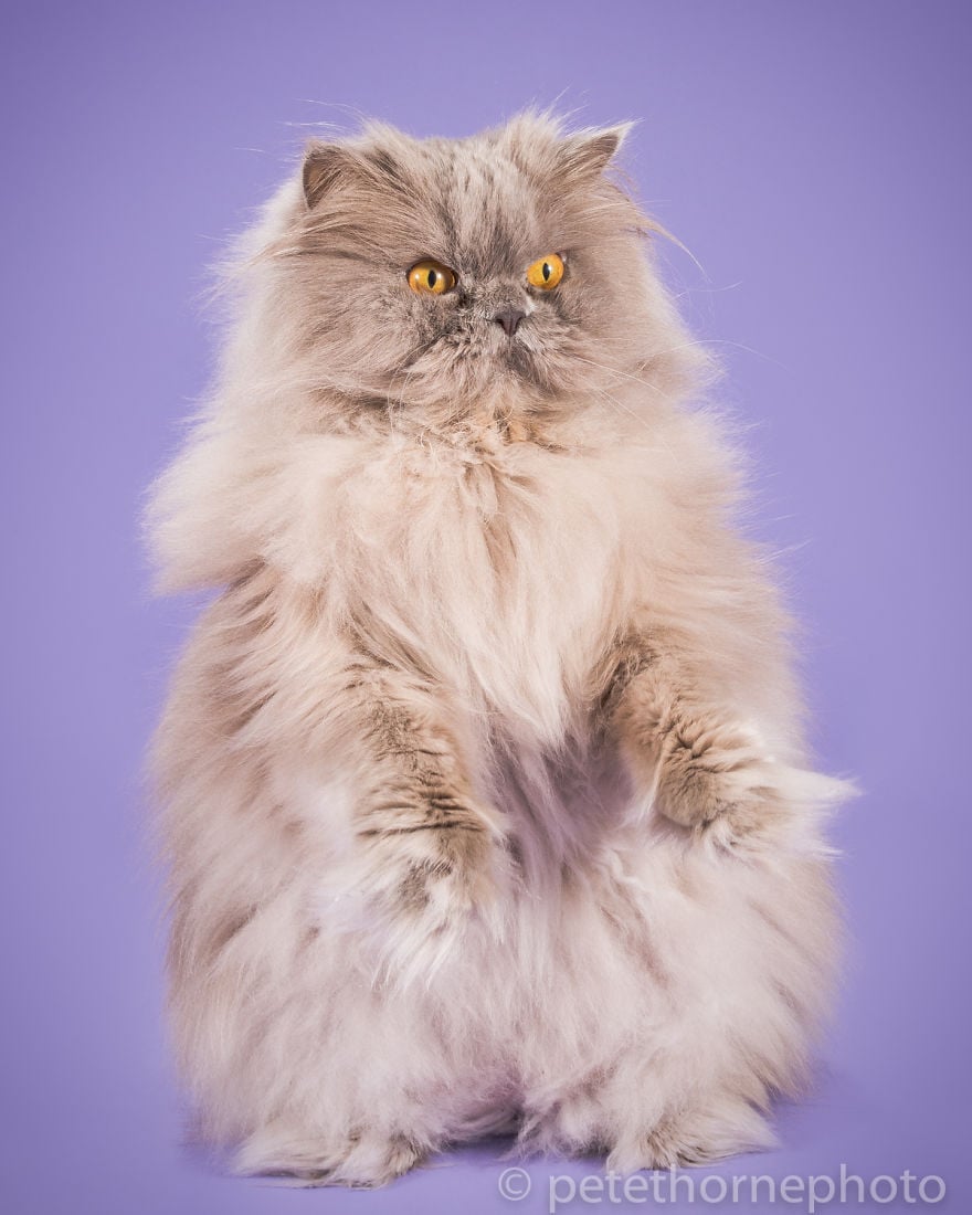 10 Adorable Pics Of Fat Cats So Cute Fluffy Reckon Talk 10 Adorable Pics Of Fat Cats So Cute Fluffy Reckon Talk