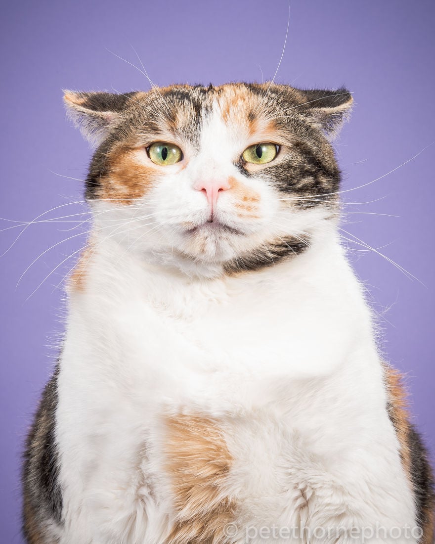 Animal photography, cat photography, chubby cats, fat cats, photography, cute, funny