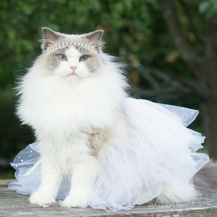 Aurora, beautiful cat, fluffy, kitty, animal, cute, funny, adorable, awesome