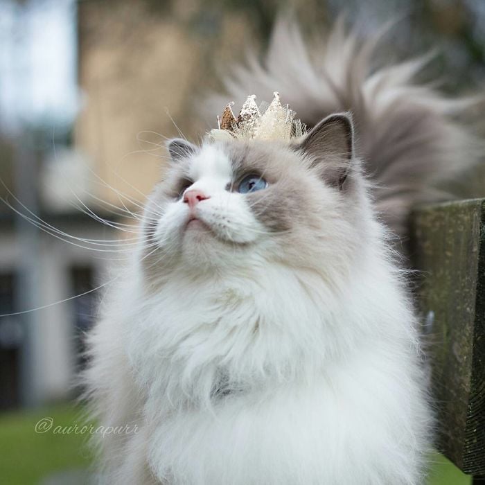 Aurora, beautiful cat, fluffy, kitty, animal, cute, funny, adorable, awesome