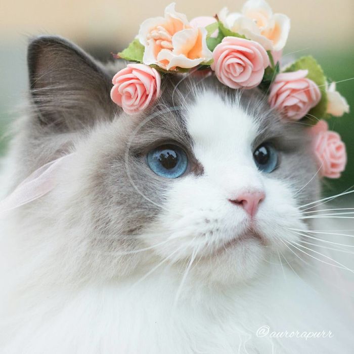 Aurora, beautiful cat, fluffy, kitty, animal, cute, funny, adorable, awesome