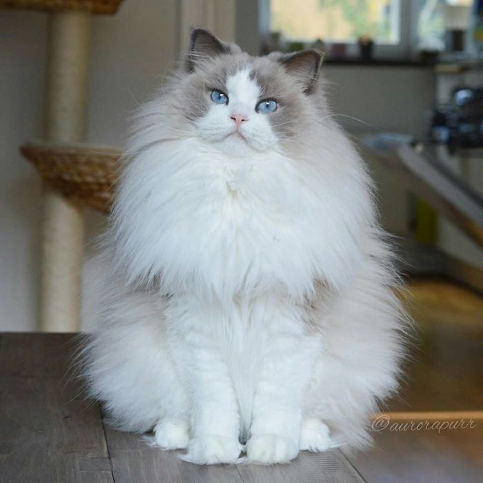 Aurora, beautiful cat, fluffy, kitty, animal, cute, funny, adorable, awesome
