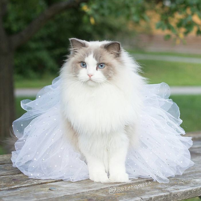 Aurora, beautiful cat, fluffy, kitty, animal, cute, funny, adorable, awesome