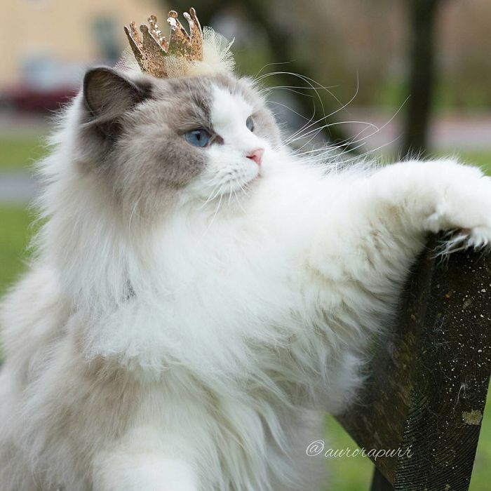Aurora, beautiful cat, fluffy, kitty, animal, cute, funny, adorable, awesome