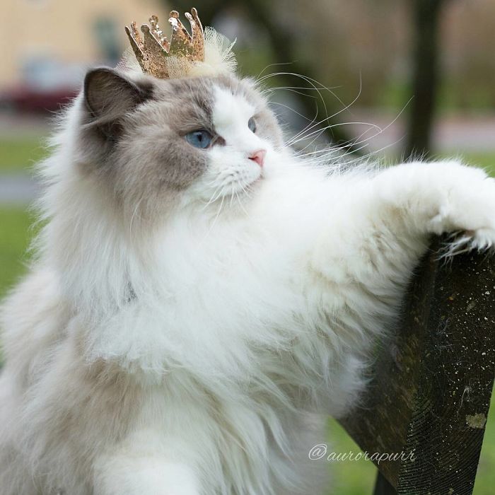 aurora, beautiful cat, fluffy, kitty, animal, cute, funny, adorable, awesome