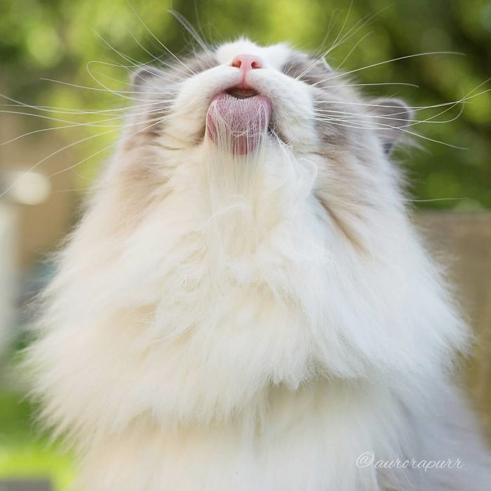 aurora, beautiful cat, fluffy, kitty, animal, cute, funny, adorable, awesome