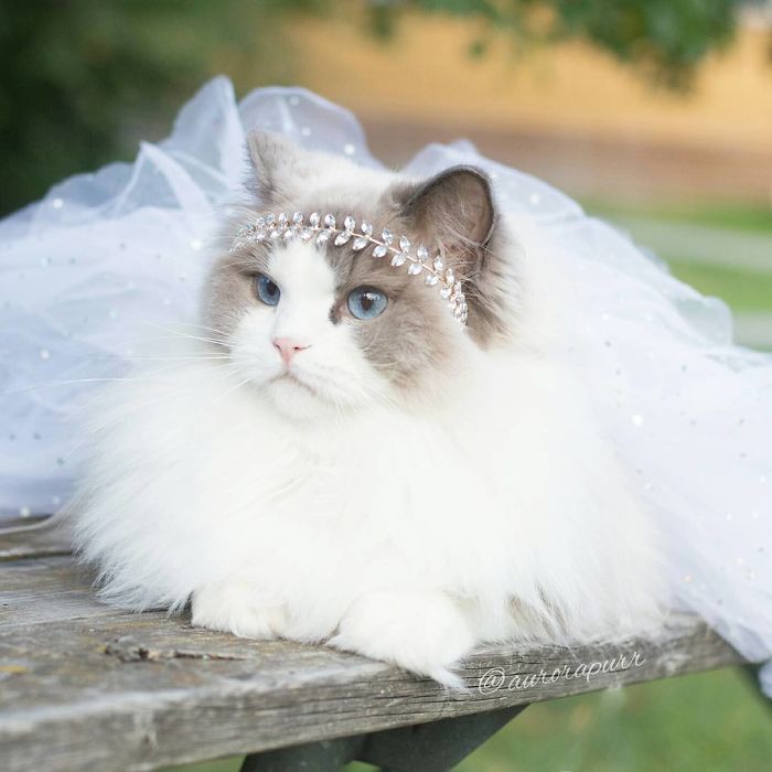 aurora, beautiful cat, fluffy, kitty, animal, cute, funny, adorable, awesome