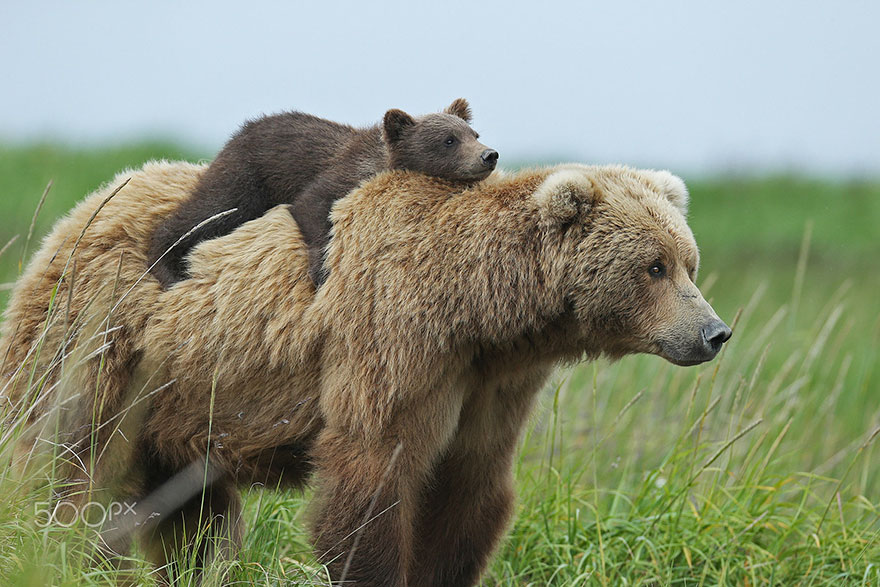 animal, baby animals, bear, bear cub, photography, cute animals, adorable, beautiful, funny, awesome