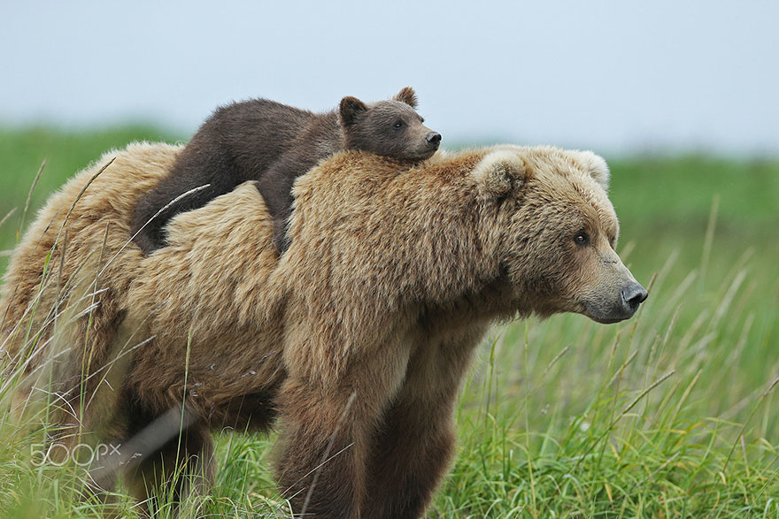 Animal, baby animals, bear, bear cub, photography, cute animals, adorable, beautiful, funny, awesome