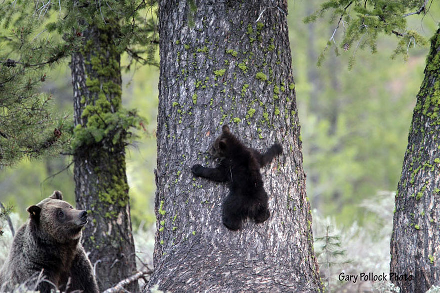 Animal, baby animals, bear, bear cub, photography, cute animals, adorable, beautiful, funny, awesome