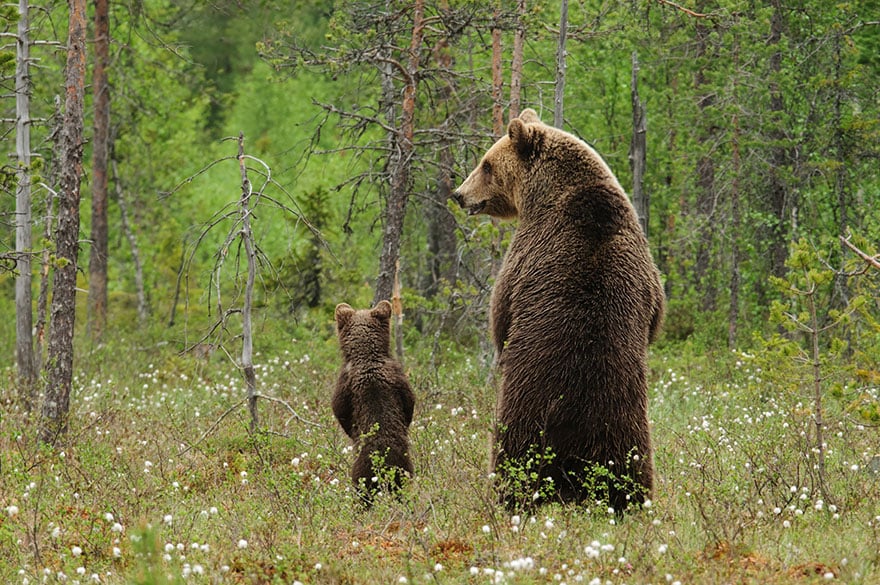 Animal, baby animals, bear, bear cub, photography, cute animals, adorable, beautiful, funny, awesome