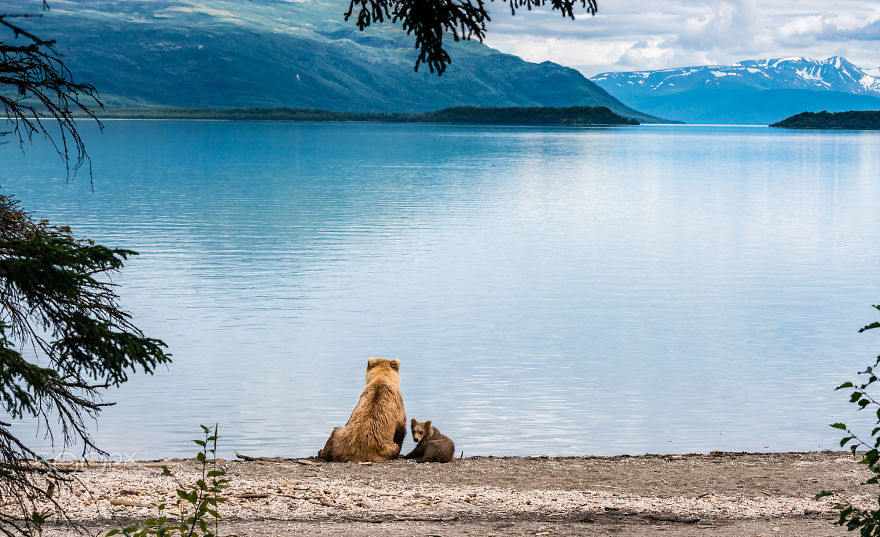 animal, baby animals, bear, bear cub, photography, cute animals, adorable, beautiful, funny, awesome