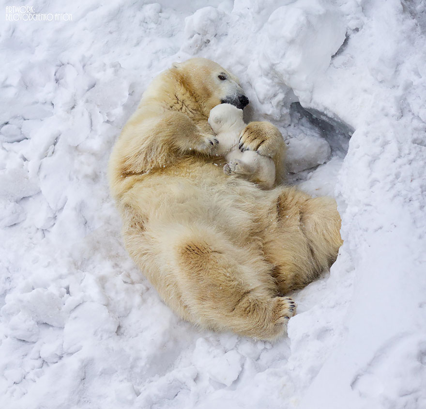 Animal, baby animals, bear, bear cub, photography, cute animals, adorable, beautiful, funny, awesome