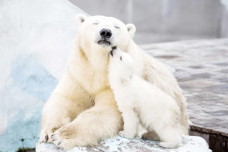 animal, baby animals, bear, bear cub, photography, cute animals, adorable, beautiful, funny, awesome