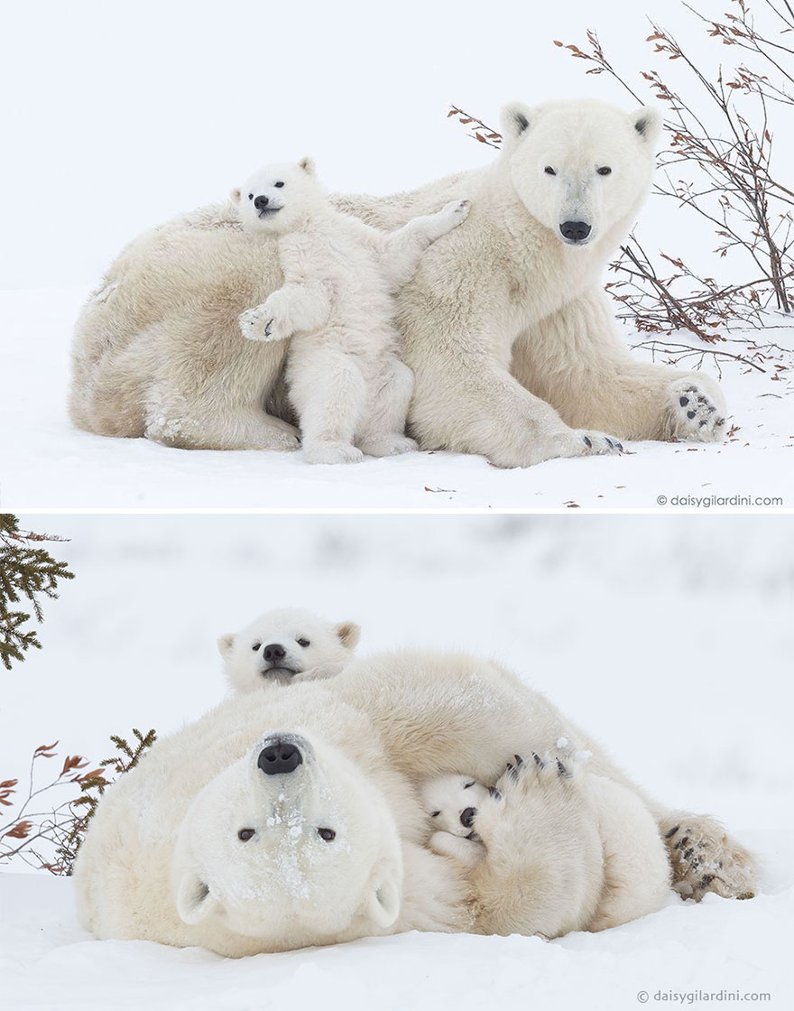 animal, baby animals, bear, bear cub, photography, cute animals, adorable, beautiful, funny, awesome