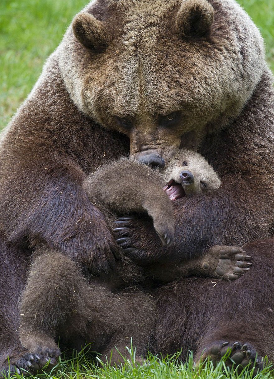Animal, baby animals, bear, bear cub, photography, cute animals, adorable, beautiful, funny, awesome