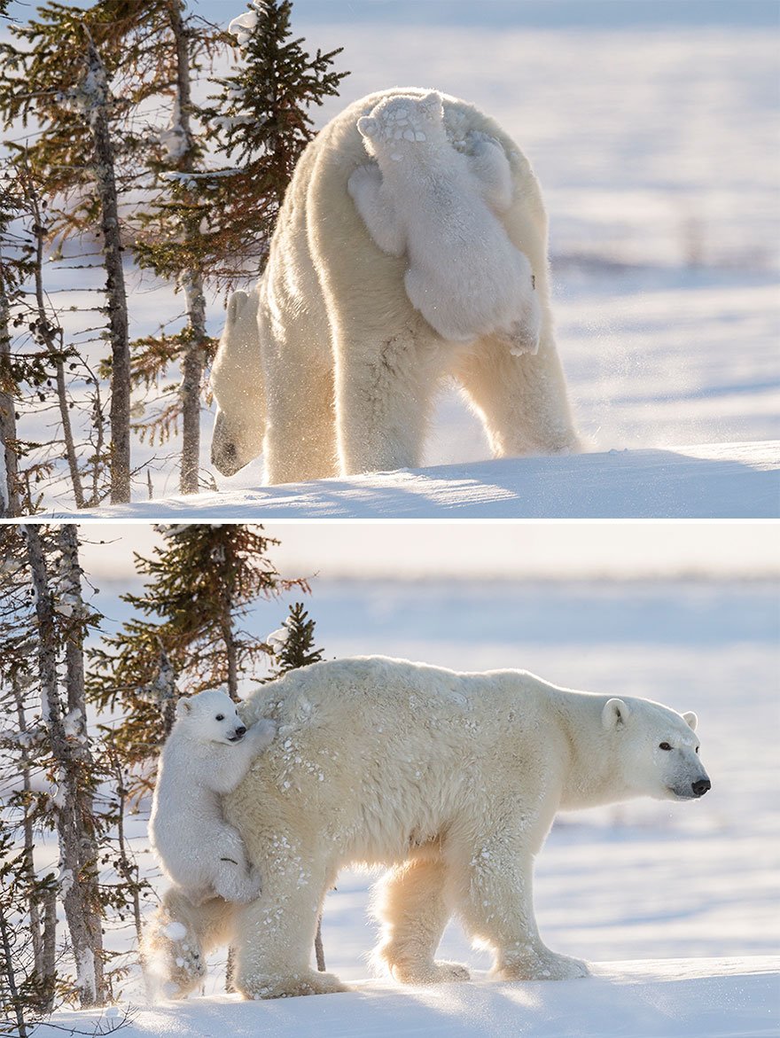 Animal, baby animals, bear, bear cub, photography, cute animals, adorable, beautiful, funny, awesome