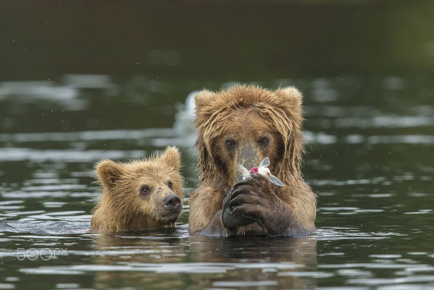 Animal, baby animals, bear, bear cub, photography, cute animals, adorable, beautiful, funny, awesome