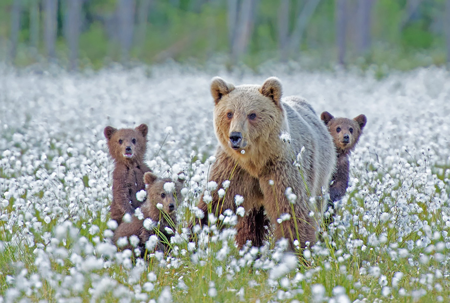 Animal, baby animals, bear, bear cub, photography, cute animals, adorable, beautiful, funny, awesome