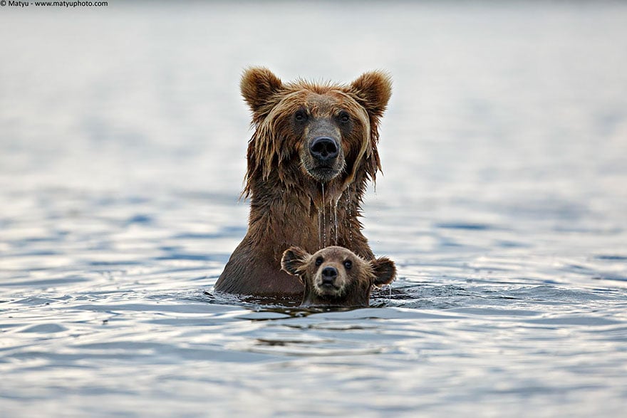 Animal, baby animals, bear, bear cub, photography, cute animals, adorable, beautiful, funny, awesome