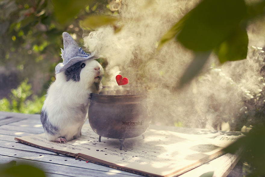 animal, photography, cute, guinea pig, photoshoot, pet, adorable, amazing