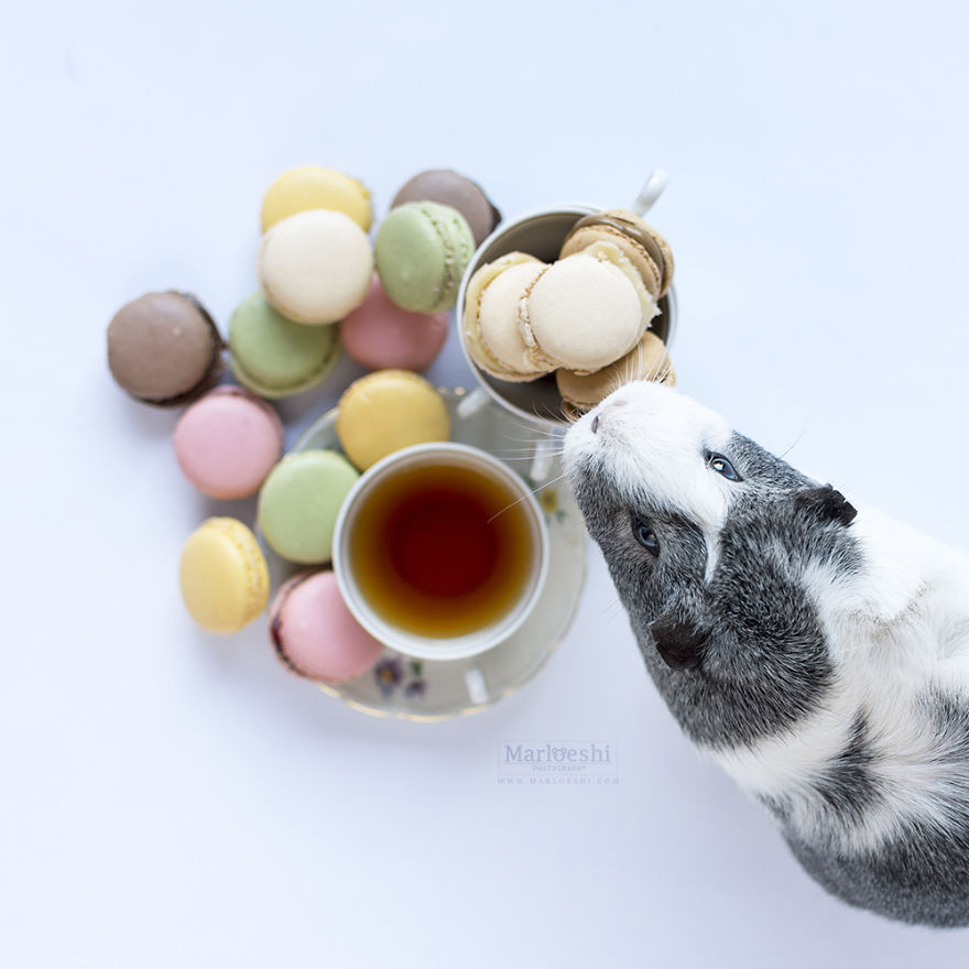 animal, photography, cute, guinea pig, photoshoot, pet, adorable, amazing