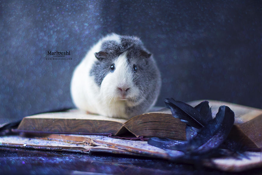 animal, photography, cute, guinea pig, photoshoot, pet, adorable, amazing