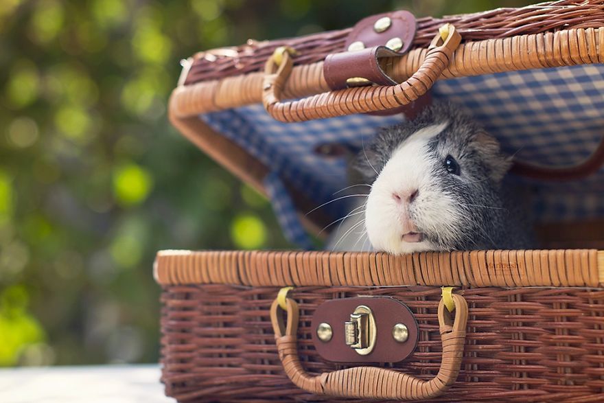 Animal, photography, cute, guinea pig, photoshoot, pet, adorable, amazing