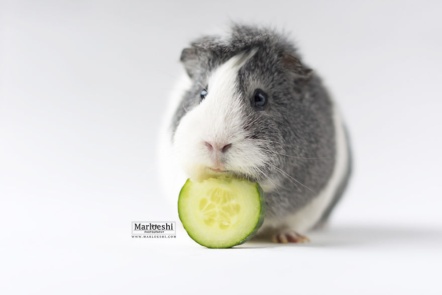 animal, photography, cute, guinea pig, photoshoot, pet, adorable, amazing