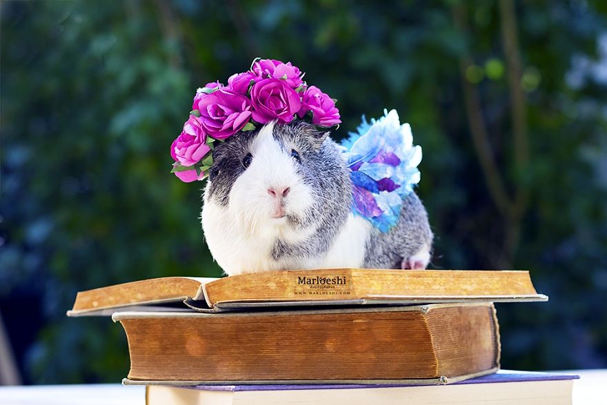 animal, photography, cute, guinea pig, photoshoot, pet, adorable, amazing