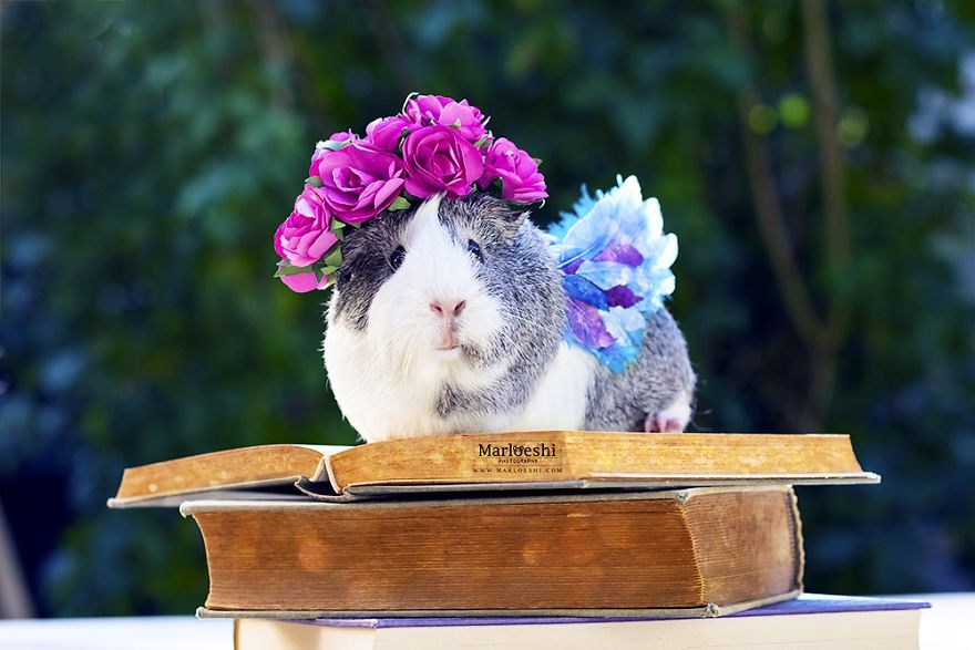 Animal, photography, cute, guinea pig, photoshoot, pet, adorable, amazing