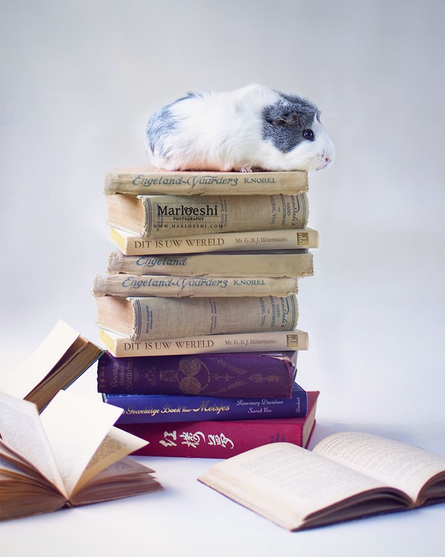 animal, photography, cute, guinea pig, photoshoot, pet, adorable, amazing