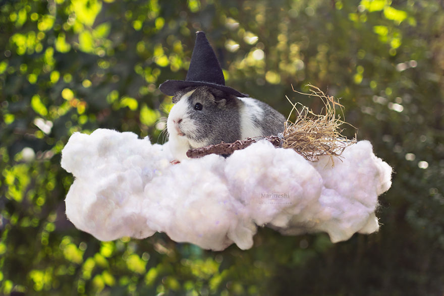 Animal, photography, cute, guinea pig, photoshoot, pet, adorable, amazing