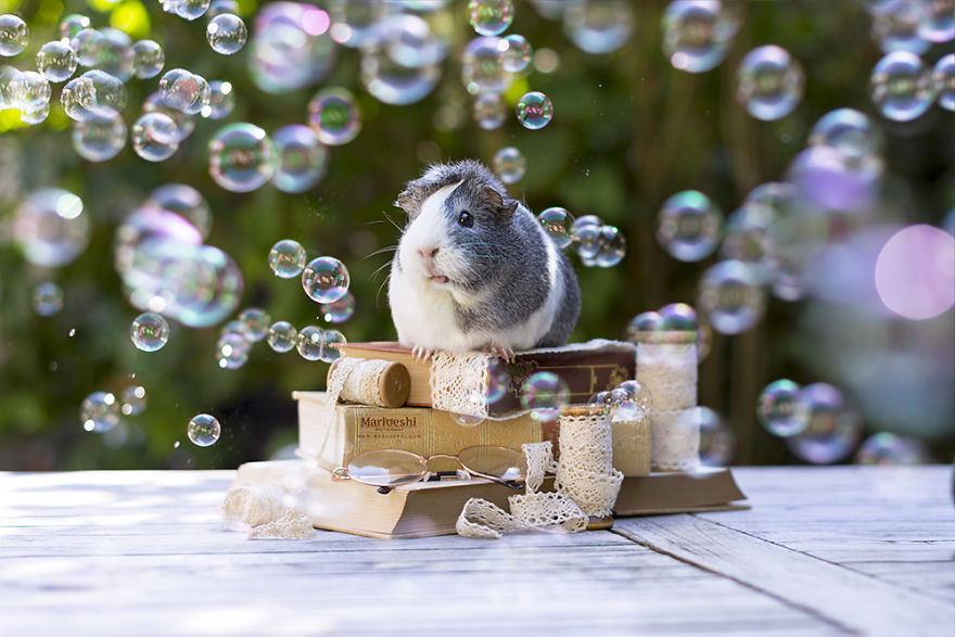 animal, photography, cute, guinea pig, photoshoot, pet, adorable, amazing