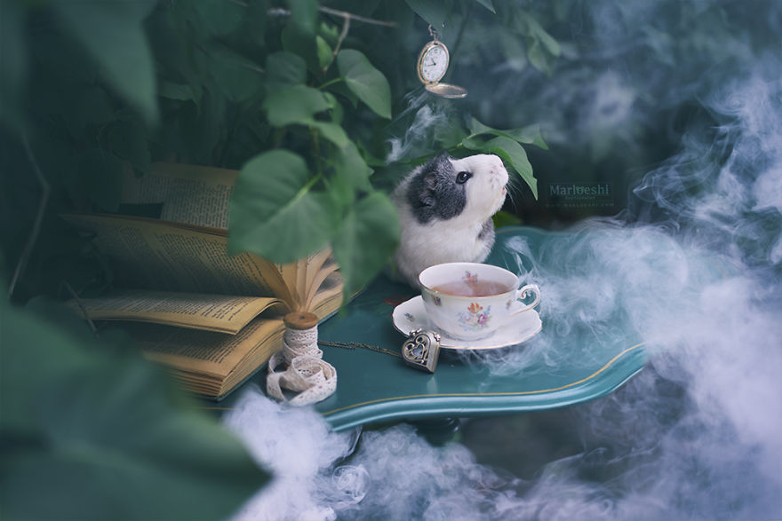 animal, photography, cute, guinea pig, photoshoot, pet, adorable, amazing