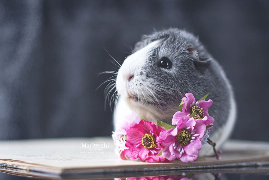 animal, photography, cute, guinea pig, photoshoot, pet, adorable, amazing