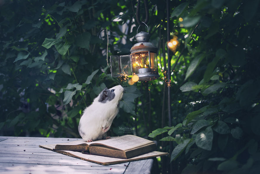 animal, photography, cute, guinea pig, photoshoot, pet, adorable, amazing