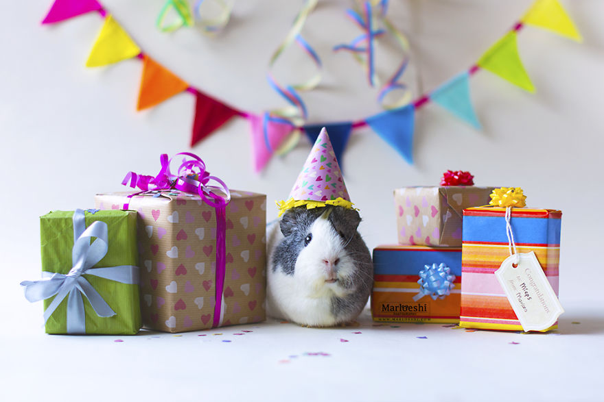 animal, photography, cute, guinea pig, photoshoot, pet, adorable, amazing