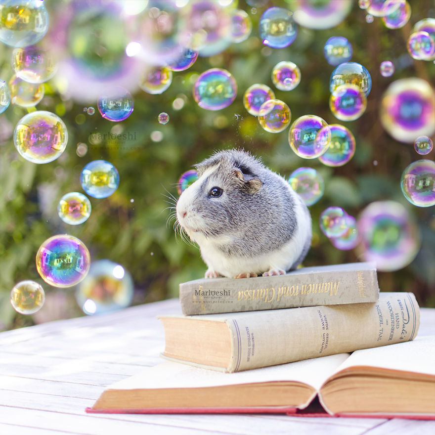 animal, photography, cute, guinea pig, photoshoot, pet, adorable, amazing