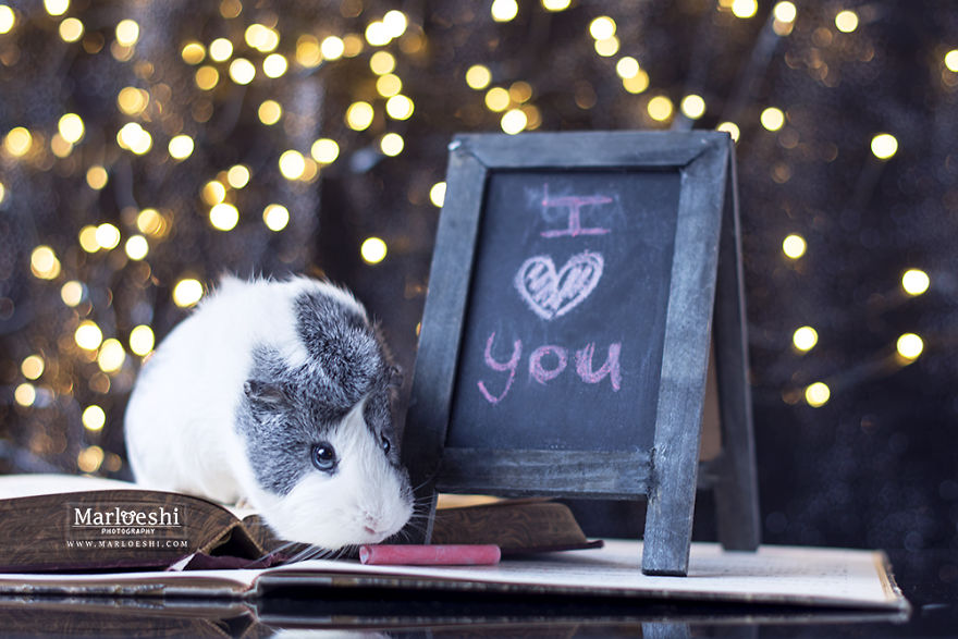animal, photography, cute, guinea pig, photoshoot, pet, adorable, amazing
