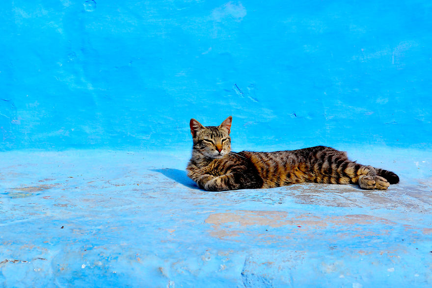 Blue city, chefchaouen, mad polpo, morocco, beautiful, amazing, awesome, stunning, beauty