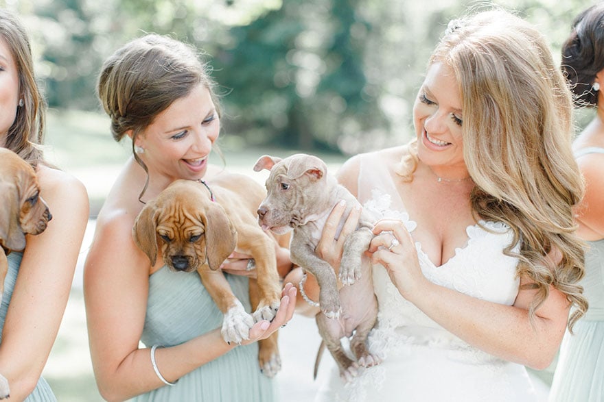 photography, rescued dogs, wedding photoshoots with animals, animals, dogs, cute, sweet, adorable