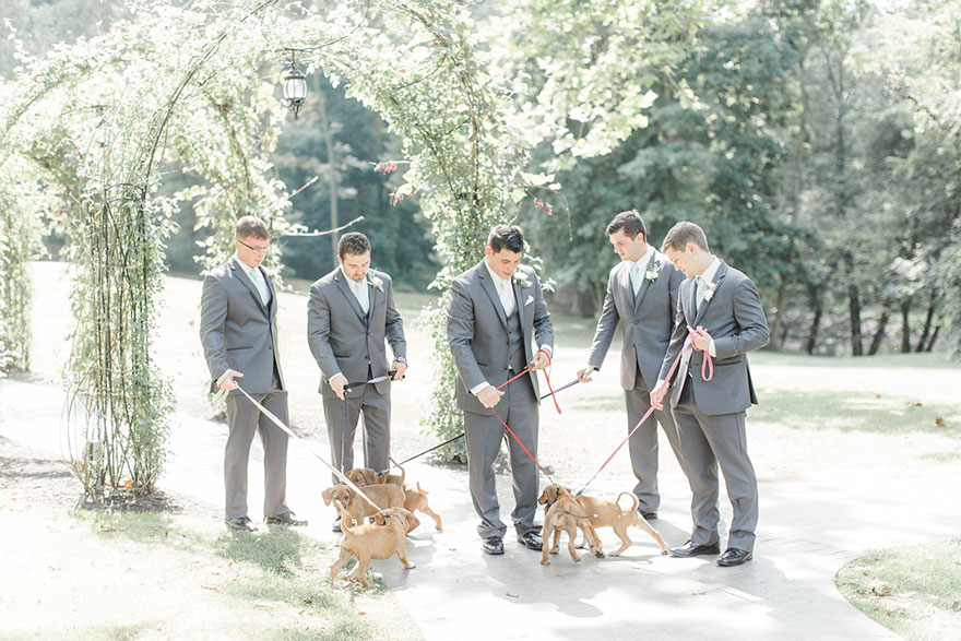 Photography, rescued dogs, wedding photoshoots with animals, animals, dogs, cute, sweet, adorable