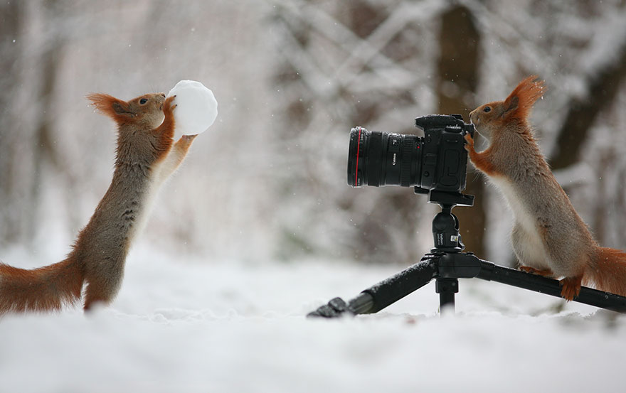 Squirrel, photography, russia, vadim trunov, cute, funny, adorable, beautiful, amazing, animal