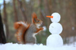 Cutest Photoshoot Of Squirrel By Russian Photographer