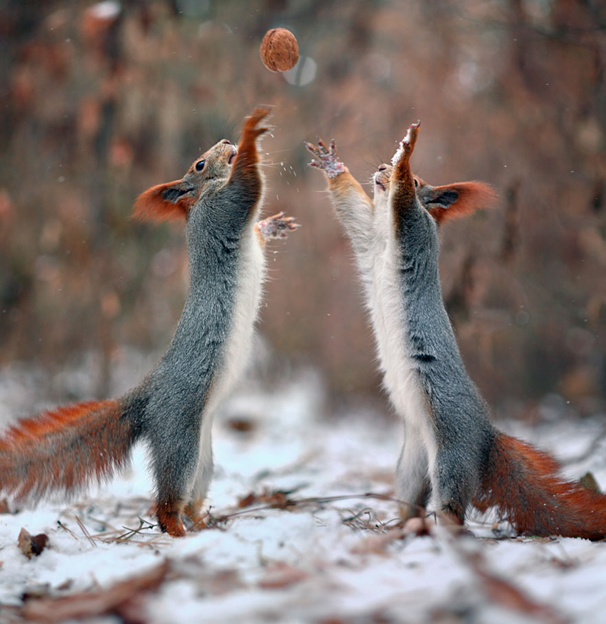 Squirrel, photography, russia, vadim trunov, cute, funny, adorable, beautiful, amazing, animal