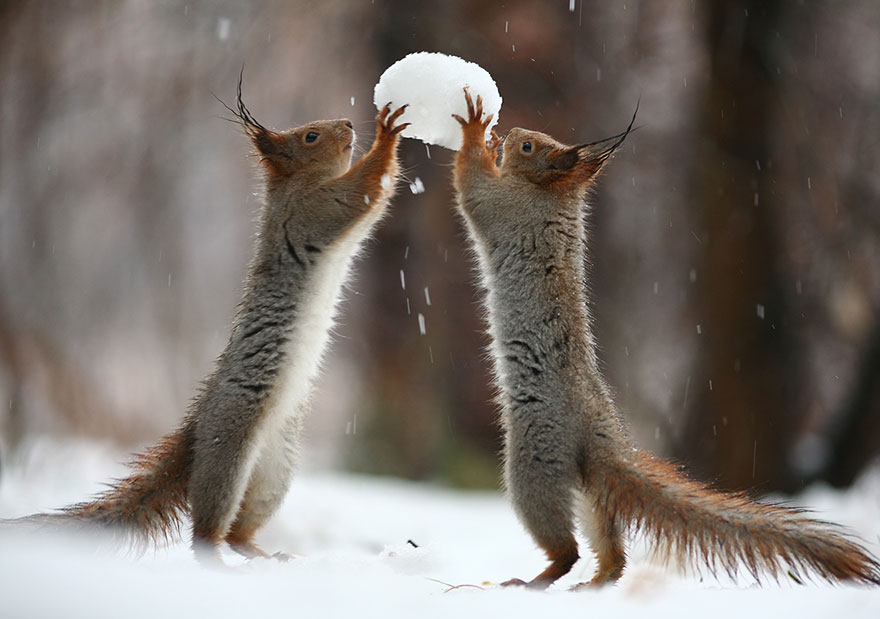 Squirrel, photography, russia, vadim trunov, cute, funny, adorable, beautiful, amazing, animal