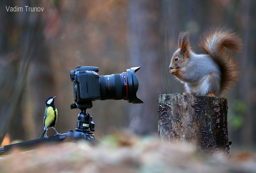 Squirrel, photography, russia, vadim trunov, cute, funny, adorable, beautiful, amazing, animal